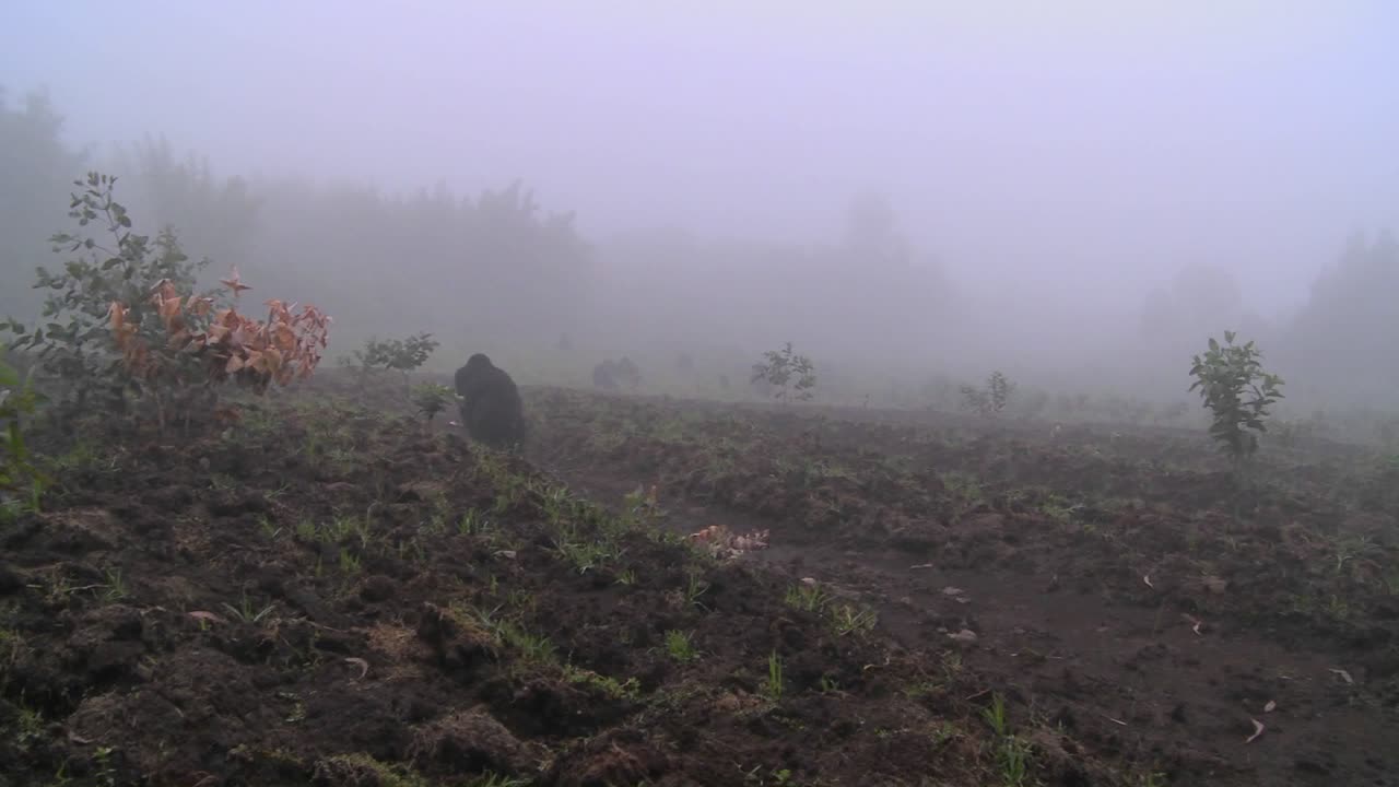 gorila y bebé caminan a través de campos de agricultores en la niebla en ruanda 1