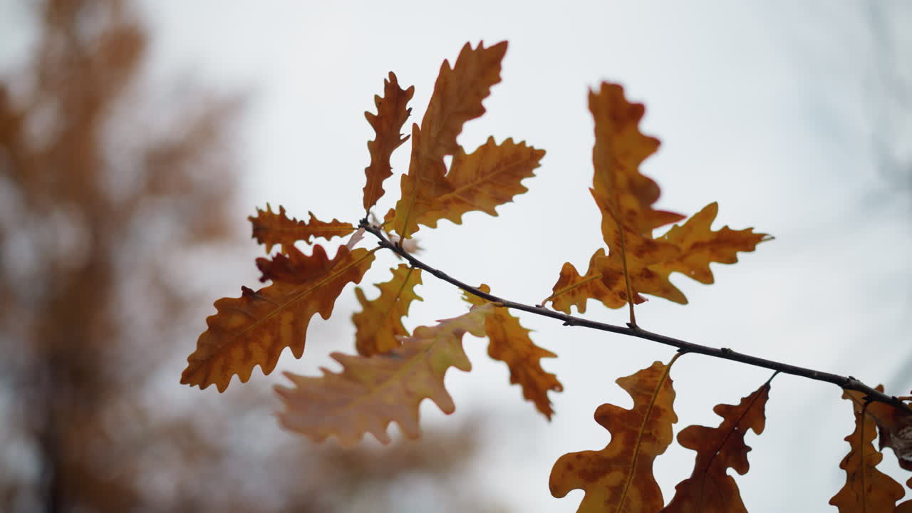 hojas doradas de otoño se balancean suavemente en el viento, unidas a una rama delicada bajo un cielo despejado, texturas nítidas y ricos tonos de follaje estacional contrastan hermosamente contra un fondo suave y borroso