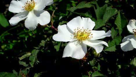 rosa blanca en una rama con hojas y espinas