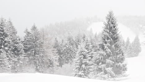 Ice-cold-wind-makes-snow-drift-around-edge-of-forest-with-pine-trees,-handheld