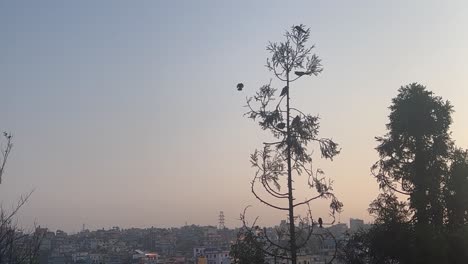 Birds-rest-on-a-tree-and-one-by-one,-birds-come-and-go-in-the-early-morning