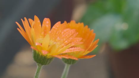 Zwei-Orangefarbene-Blumen,-Die-Sich-Langsam-Bewegen