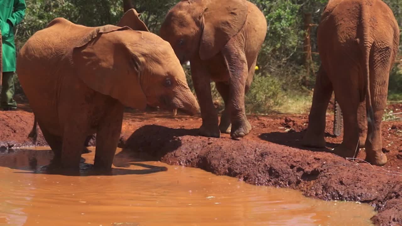 물속에 서서 물가에 서서 귀를 펄럭이는 아기 코끼리