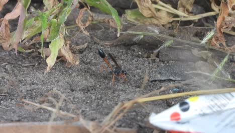 las abejas encuentran su hogar cavando un agujero