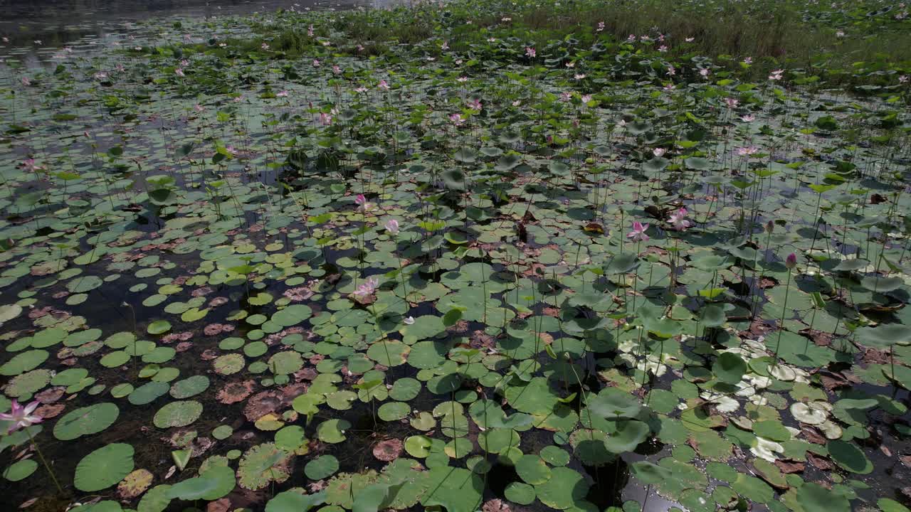 연못에 있는 로터스 꽃