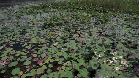 flor de loto en el estanque