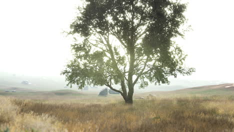 iconic-oak-tree-casts-a-long-shadow-into-a-golden-hill