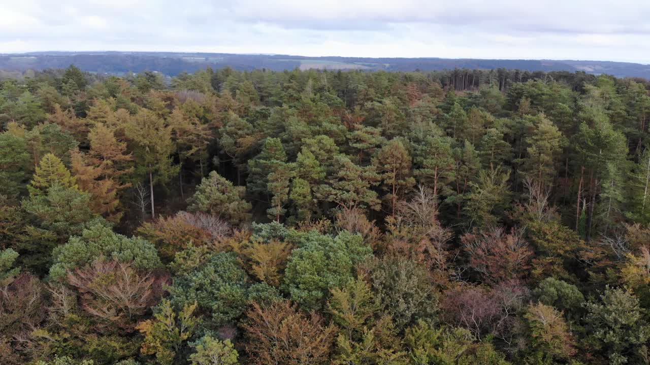 Aerial Rising Over Autumnal Beech Forest Trees In East Hill Woodland