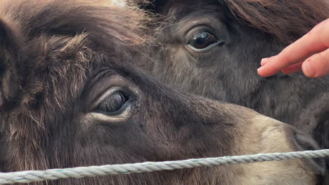 close up of a girl petting ponies on a dutch farm in sunset