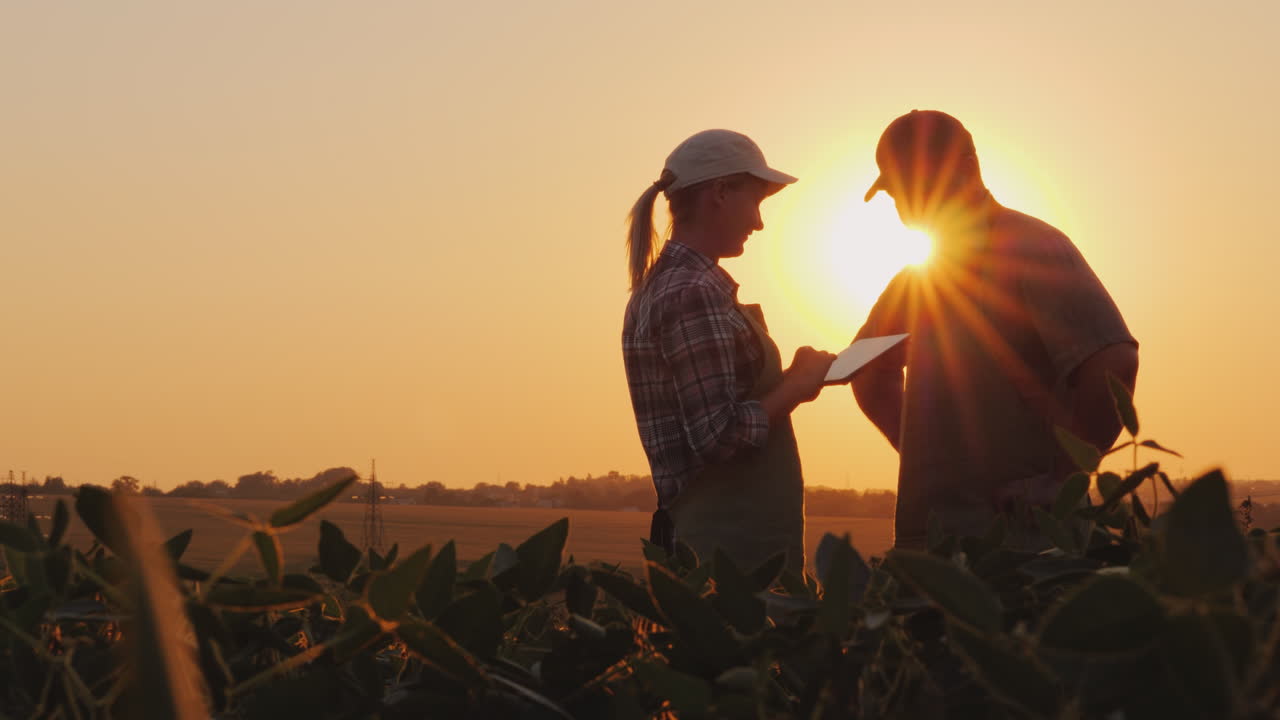 los agricultores, el hombre y la mujer, se comunican en el campo al atardecer, usan una tableta