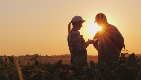 Bauern,-Mann-Und-Frau-Kommunizieren-Bei-Sonnenuntergang-Auf-Dem-Feld-Mit-Einem-Tablet