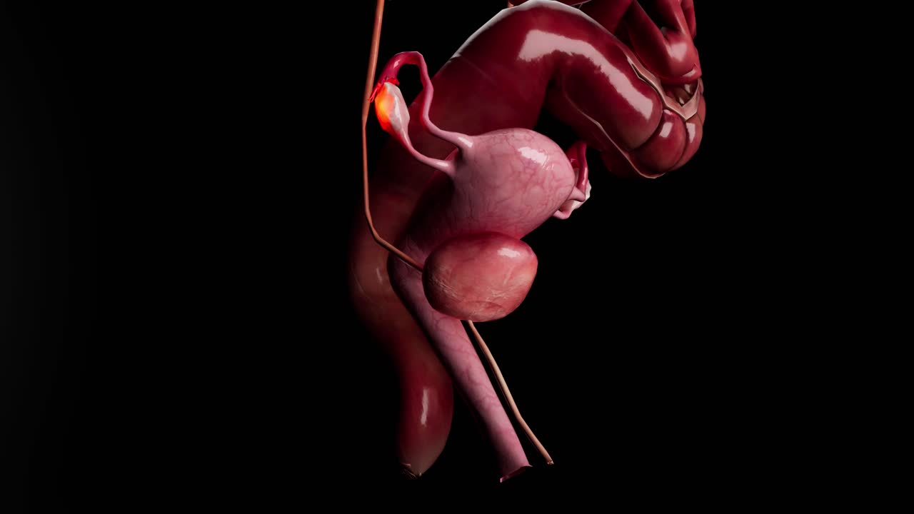 sistema reproductivo femenino anatomía concepto médico animación en 3d