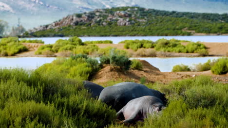 Grupo-De-Hipopótamos-Durmiendo-Bajo-El-Sol-Del-Mediodía-En-El-Muro-De-La-Presa-Entre-La-Vegetación