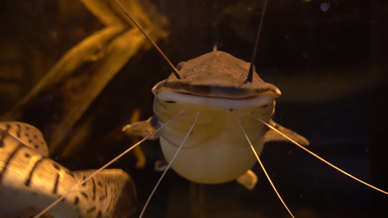 Bullhead catfish swimming in brown low oxygen eater - Closeup