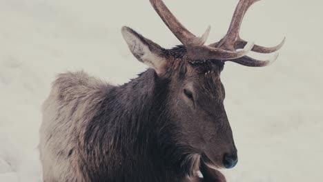 Close-Up-Portrait-Of-Red-Deer-Stag-Lying-On-A-Snow-Covered-Forest-Ground