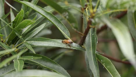 close-up of a bee eating a leaf