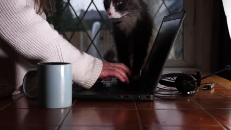 busy woman working from home on laptop with pet cat medium shot