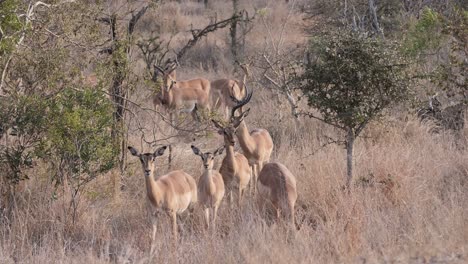 Neugierige-Impalas-Sind-Wachsam-Und-Auf-Der-Hut