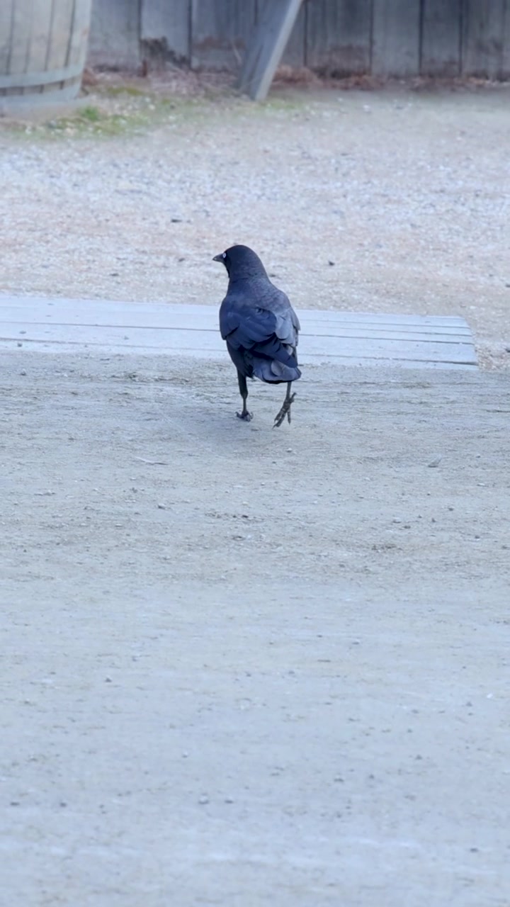 Un uccello nero attraversa un sentiero sabbioso a Melbourne, Australia, sotto la luce soffusa del giorno, catturato in una sequenza costante.