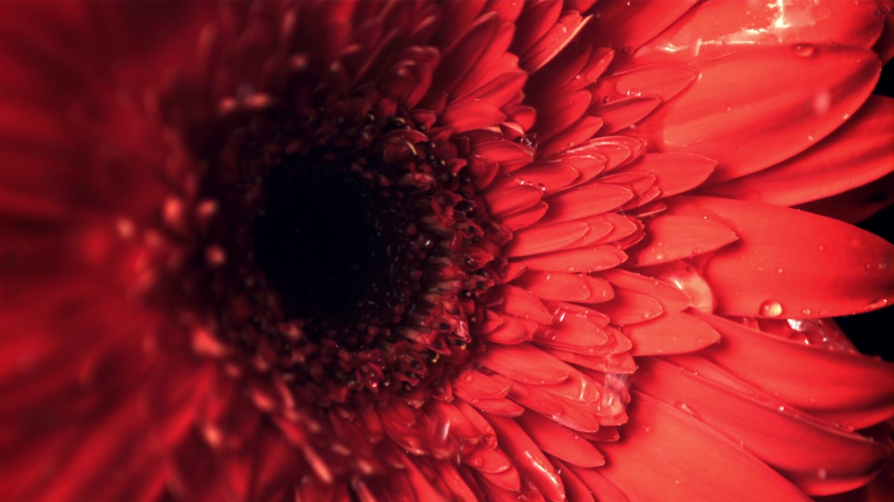 Primo Piano di Gerbera Rossa con Gocce d'Acqua che Cadono