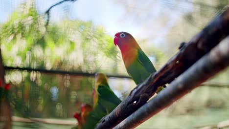 distinctive colorful fischer's lovebird joining his flock resting in garden, mauritius, africa