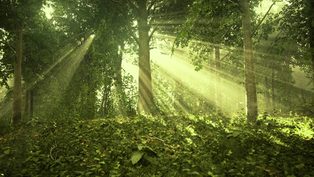 Sunlight filters through trees in a serene forest setting during morning hours