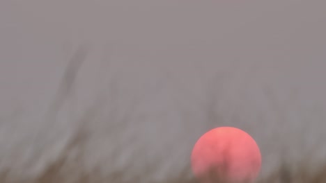 hermosa puesta de sol y el viento de hierba soplando en primer plano. fondo puesta de sol roja acelerar el video