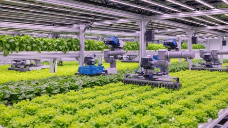 advanced agricultural technologies utilized in vertical farming: automation with robots cultivating lettuce in a controlled environment for optimal growth and yield