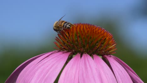 Wild-Honeybee-collecting-pollen-of-colorful-blooming-flower-with-blurred-background-during-sunny-day-in-spring-and-flying-away