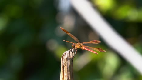 petardo skimmer libélula roja aterrizaje