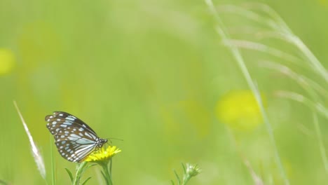 butterfly taking off from flower