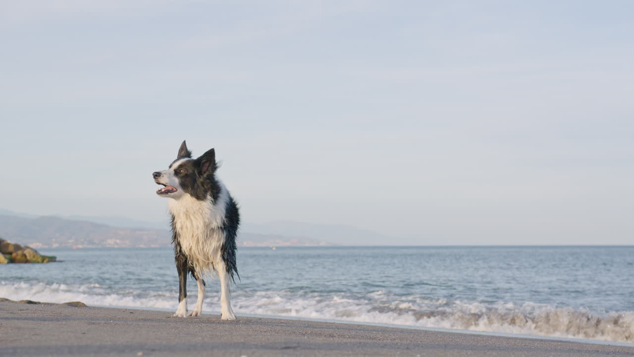 보더 콜리 개가 짖고 해변 해안에 서 있는 넓은 샷