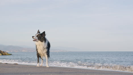 wide shot of border collie dog barking and standing on a beach shore