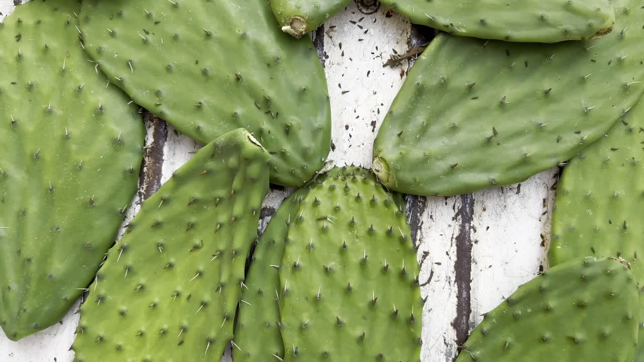 Pale di cactus verdi disposte in primo piano che mostrano texture e colori vivaci