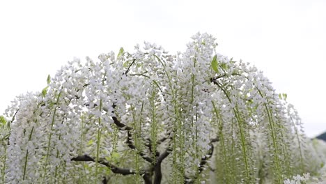 Die-Beste-Aussicht-Im-Ashikaga-Blumenpark