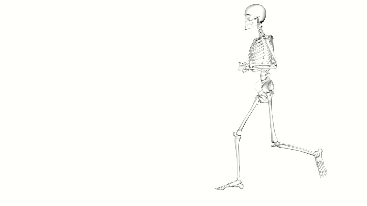esqueleto 3d en blanco sobre un fondo blanco corriendo en bucle.