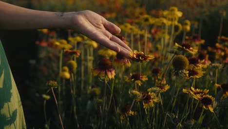 woman's hand touching wildflowers in a field at sunset