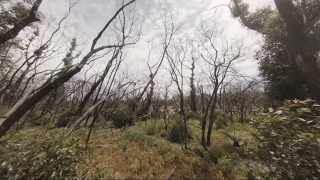 flight through australian bush after fires, regrowth