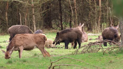 wild boar and deer in forest