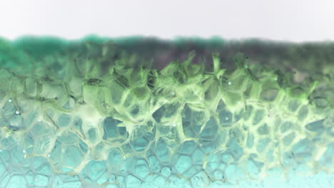 close-up view of sponge texture