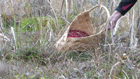 cranberry superfood picked by hand, northern europe