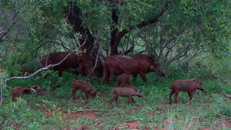 African-warthog-family-Pack-walking-in-bush-Kruger-National-Park-funny-muddy-dirty-butt-itch-on-tree-South-Africa-Big-Five-wandering-wet-season-spring-lush-greenery-Johannesburg-wildlife-cinematic