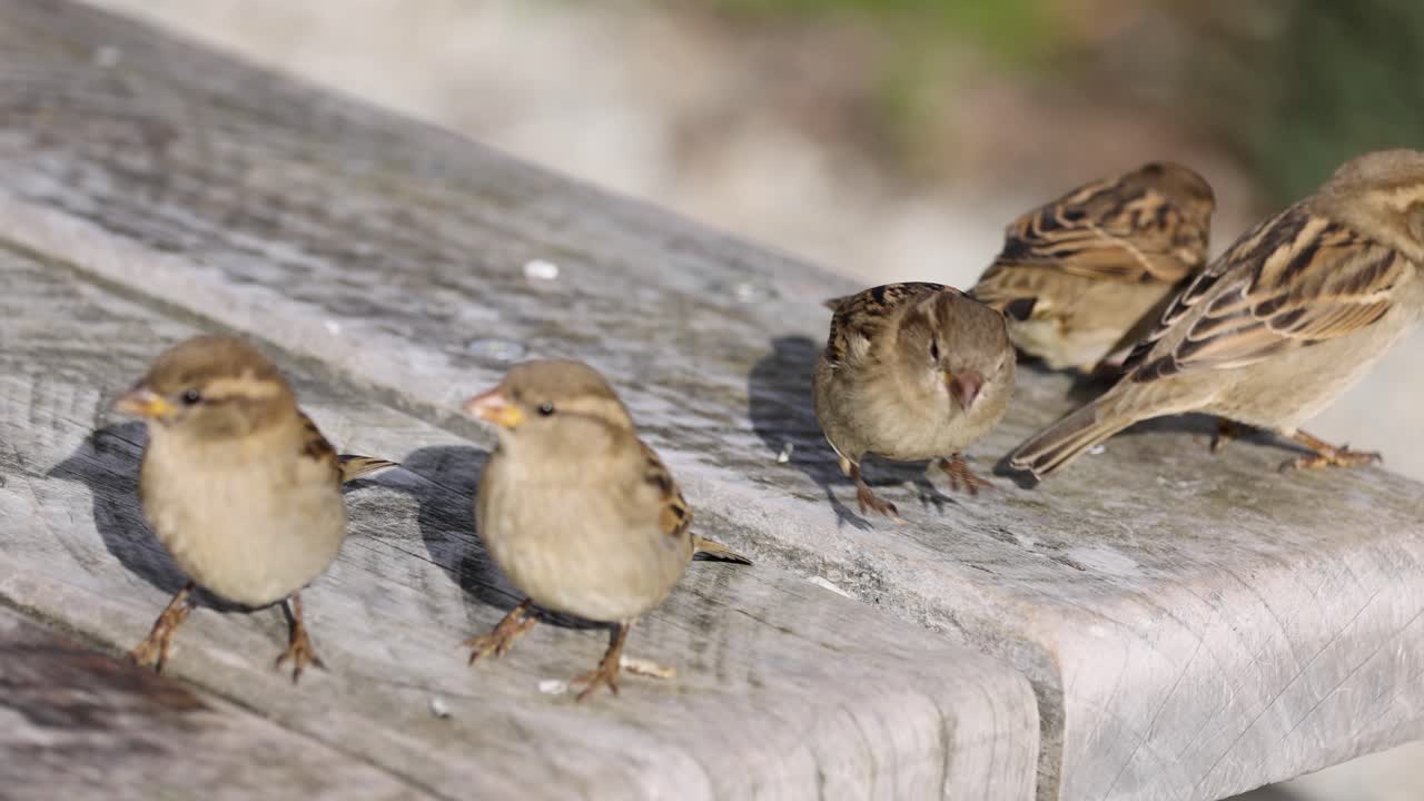 A group of sparrows interact on a sunlit wooden bench, displaying social behaviors and dynamic movements