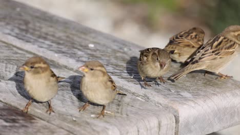 a group of sparrows interact on a sunlit wooden bench, displaying social behaviors and dynamic movements
