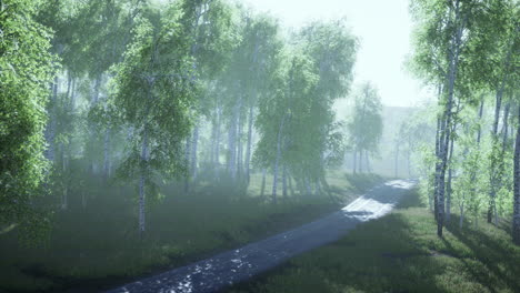 dirty-road-through-summer-forest