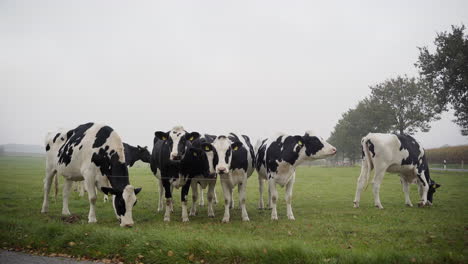 group of cows on a field eating grass in lower-saxony, germany