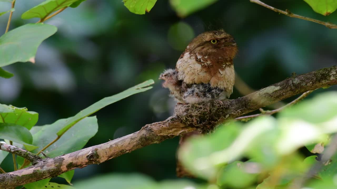 The Javan Frogmouth or Horsfield's Frogmouth is found in Thailand and other Asian countries