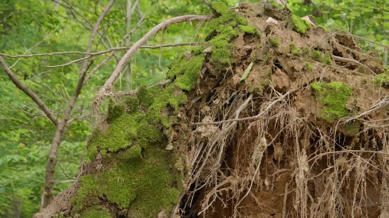 숲 속의 쓰러진 나무 뿌리, 위사히콘 크릭