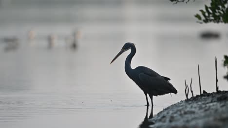 western reef heron hunting fish in the shallow backwaters of the marsh land in bahrain