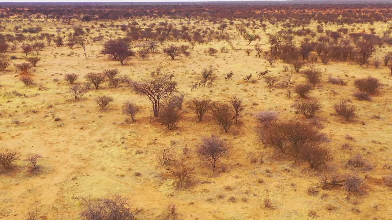 excelente antena de vida silvestre de cebras corriendo en las llanuras de áfrica parque erindi namibia 2